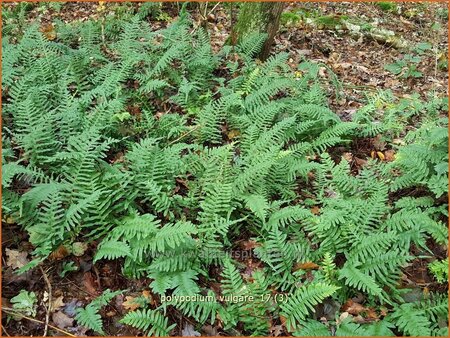 Polypodium vulgare