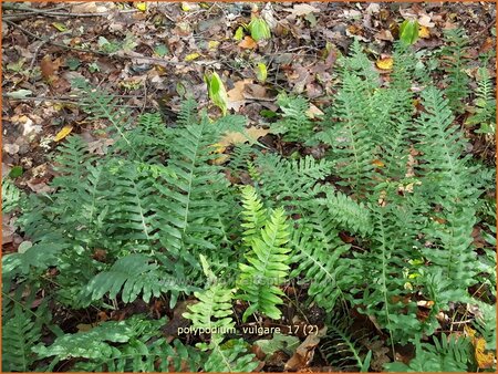 Polypodium vulgare