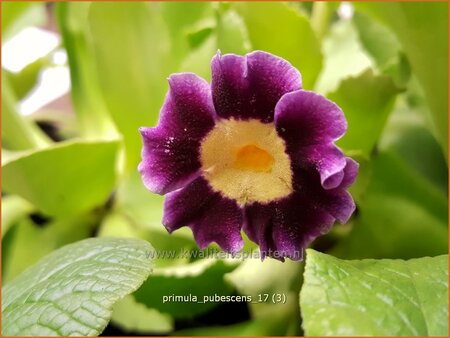Primula pubescens