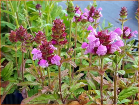 Prunella grandiflora &#39;Rubra&#39;