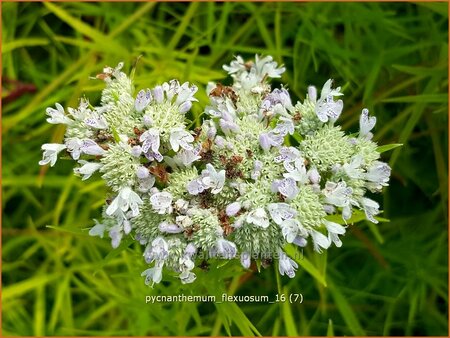 Pycnanthemum flexuosum