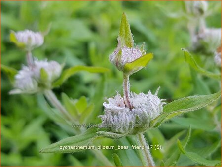 Pycnanthemum pilosum &#39;Bees&#39; Friend&#39;