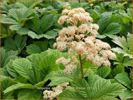 Rodgersia aesculifolia 'Irish Bronze'