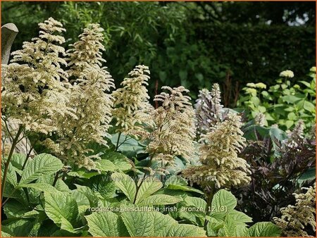 Rodgersia aesculifolia 'Irish Bronze'