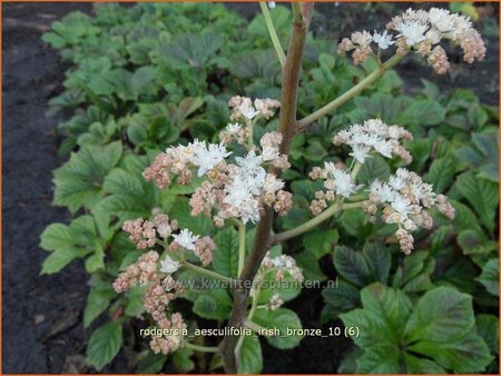Rodgersia aesculifolia 'Irish Bronze'