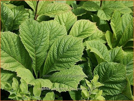 Rodgersia aesculifolia 'Irish Bronze'