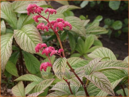 Rodgersia &#39;Chocolate Wings&#39;