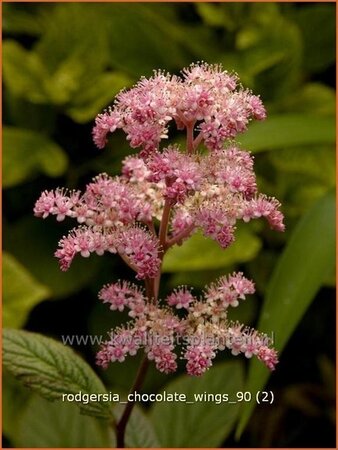 Rodgersia &#39;Chocolate Wings&#39;