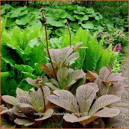 Rodgersia &#39;Chocolate Wings&#39;