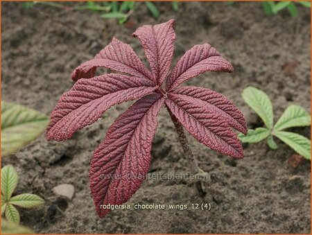 Rodgersia &#39;Chocolate Wings&#39;