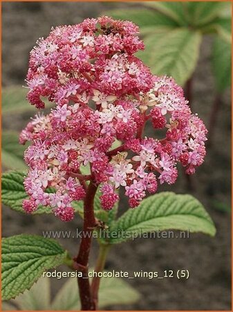Rodgersia &#39;Chocolate Wings&#39;