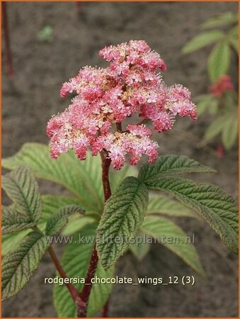 Rodgersia &#39;Chocolate Wings&#39;