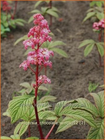 Rodgersia &#39;Chocolate Wings&#39;
