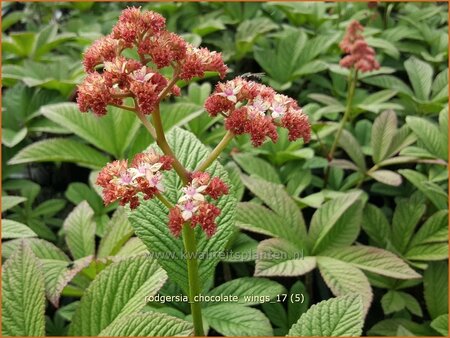 Rodgersia &#39;Chocolate Wings&#39;