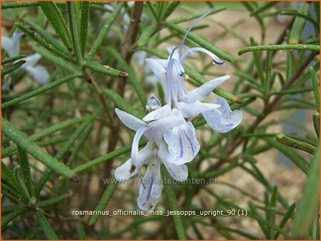 Rosmarinus officinalis 'Miss Jessopp's Upright'