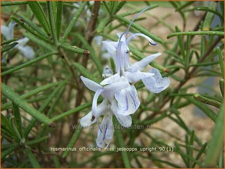 Rosmarinus officinalis &#39;Miss Jessopp&#39;s Upright&#39;