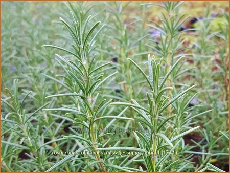 Rosmarinus officinalis &#39;Miss Jessopp&#39;s Upright&#39;