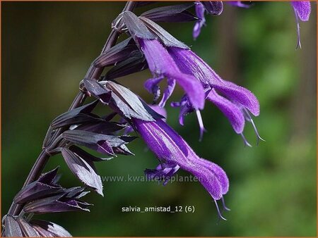 Salvia 'Amistad'
