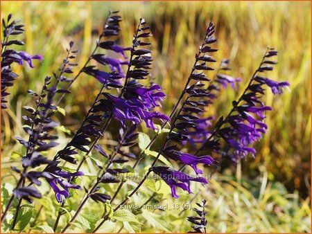 Salvia 'Amistad'