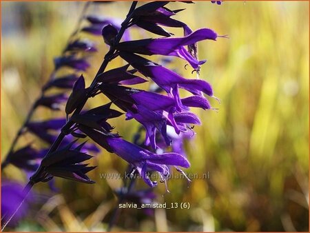 Salvia 'Amistad'
