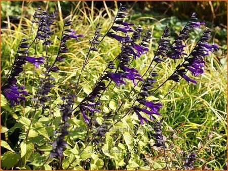 Salvia 'Amistad'
