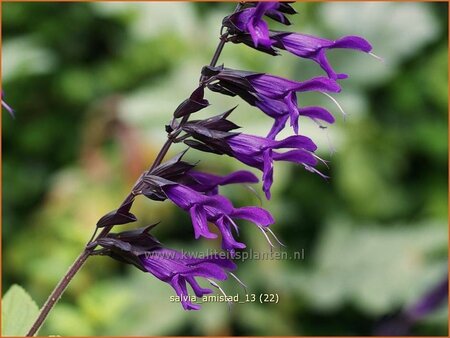 Salvia &#39;Amistad&#39;