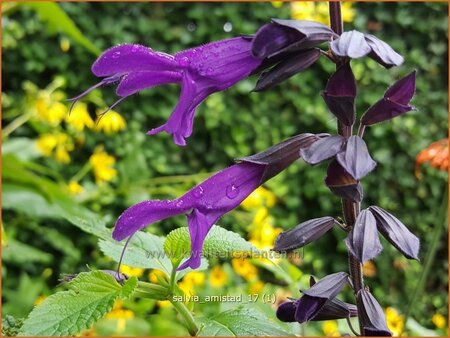 Salvia &#39;Amistad&#39;