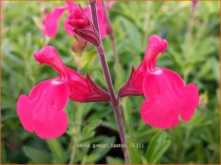 Salvia greggii 'Lipstick'