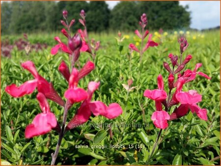 Salvia greggii 'Lipstick'