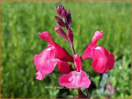Salvia greggii 'Lipstick'