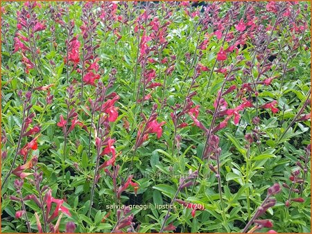 Salvia greggii 'Lipstick'