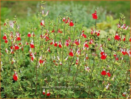 Salvia microphylla &#39;Hot Lips&#39;