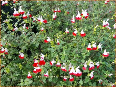 Salvia microphylla &#39;Hot Lips&#39;