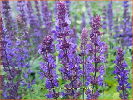 Salvia nemorosa &#39;Blaukönigin&#39;