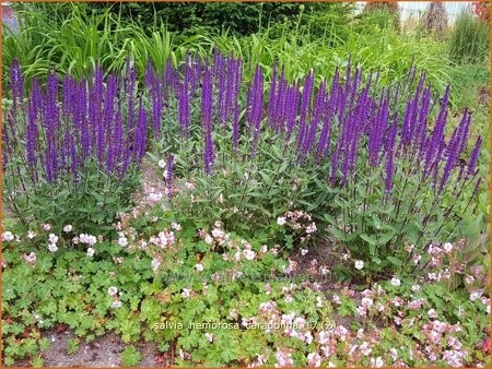 Salvia nemorosa &#39;Caradonna&#39;