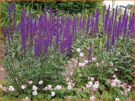 Salvia nemorosa &#39;Caradonna&#39;