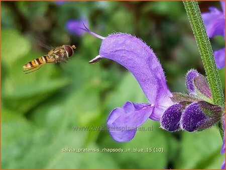 Salvia pratensis 'Rhapsody in Blue'