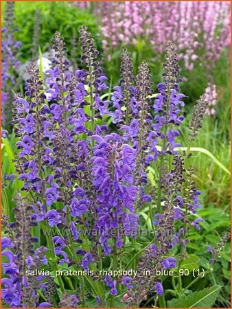 Salvia pratensis 'Rhapsody in Blue'