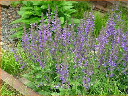 Salvia pratensis 'Rhapsody in Blue'