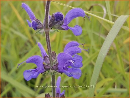 Salvia pratensis 'Rhapsody in Blue'