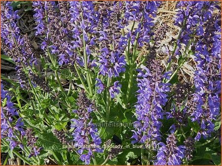 Salvia pratensis 'Rhapsody in Blue'