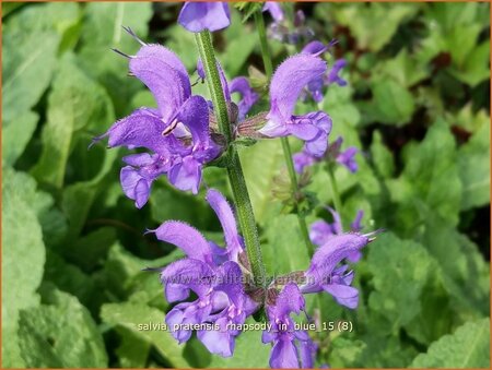 Salvia pratensis 'Rhapsody in Blue'