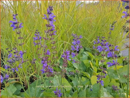 Salvia pratensis 'Rhapsody in Blue'