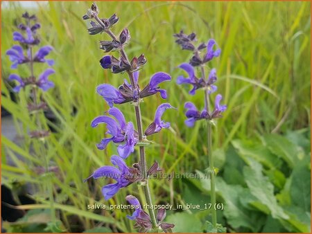 Salvia pratensis 'Rhapsody in Blue'