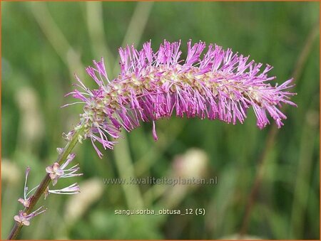 Sanguisorba obtusa
