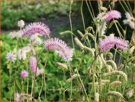 Sanguisorba obtusa