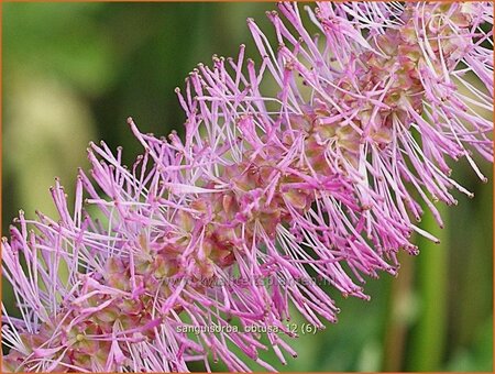 Sanguisorba obtusa