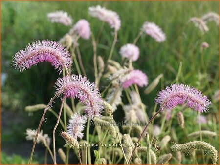Sanguisorba obtusa