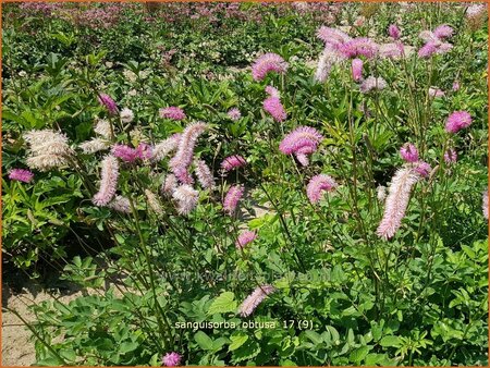 Sanguisorba obtusa