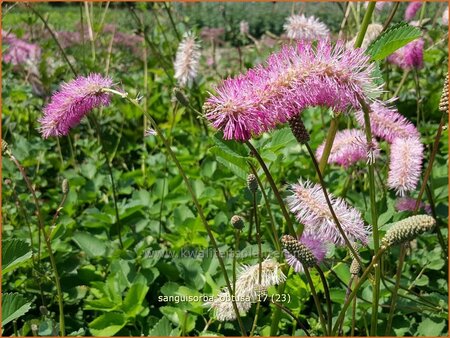 Sanguisorba obtusa